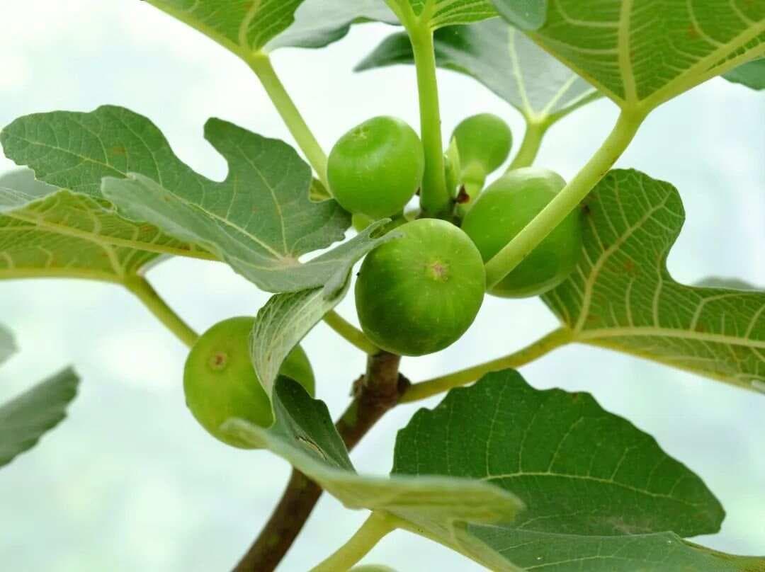 每天认识一种植物——无花果