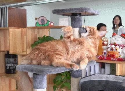 猫抓板选购指南：不同种类解析，让你的猫咪更幸福