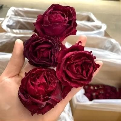 冻干鲜花制作流程及详细方法
