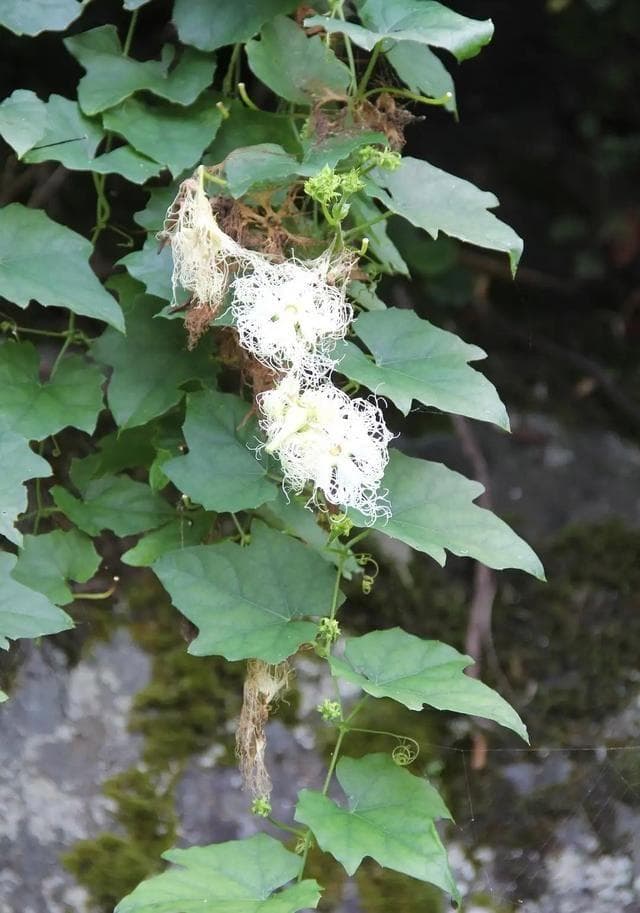 瓜蒌：药食两用的观赏植物