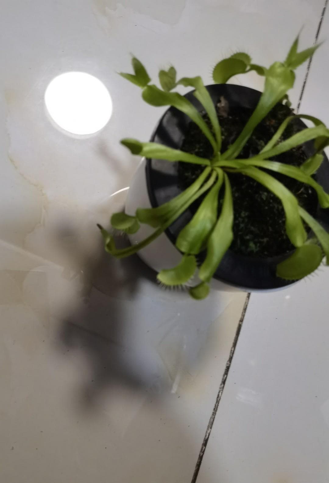 捕蝇草的饲养小技巧