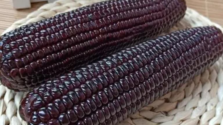 黑糯玉米的功效与作用、禁忌和食用方法
