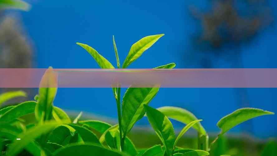 普洱茶与普通茶叶的区别及各自特点详解