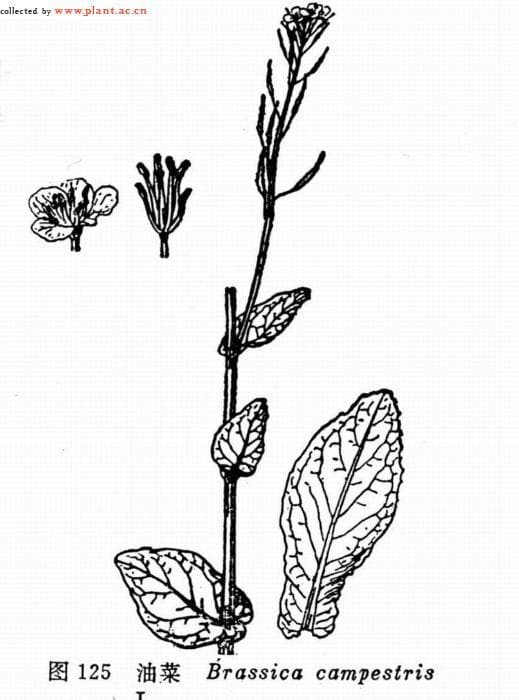 油菜Brassica campestris L.：形态特征、生态习性与栽培要点