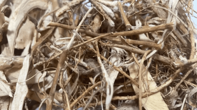 五指毛桃煲汤，最适合三类人群食用