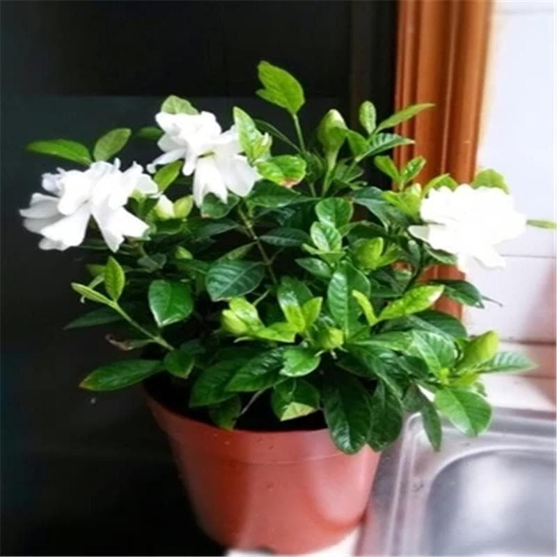 栀子花的养护与管理要点