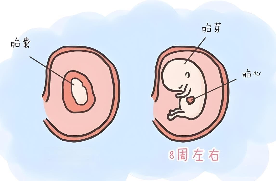 孕囊到卵黄囊到胎芽胎心要多久,孕囊发育时间表