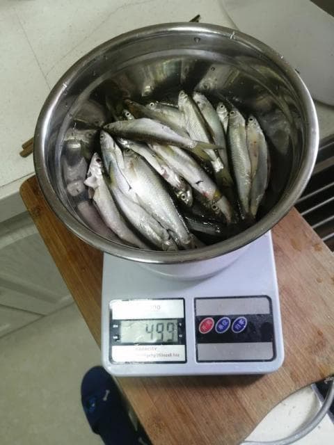 冬天野钓白条攻略，哪怕再冷它都不离不弃