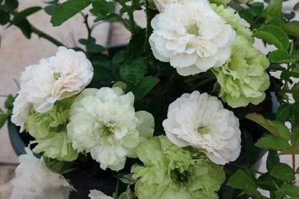 冬季月季花怎么养比较好？