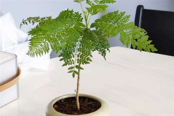 蓝花楹如何盆栽，每隔15-20天追施一次氮肥