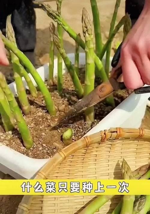芦笋种子的种植方法（从选种到收获，一步步教你如何种植芦笋）