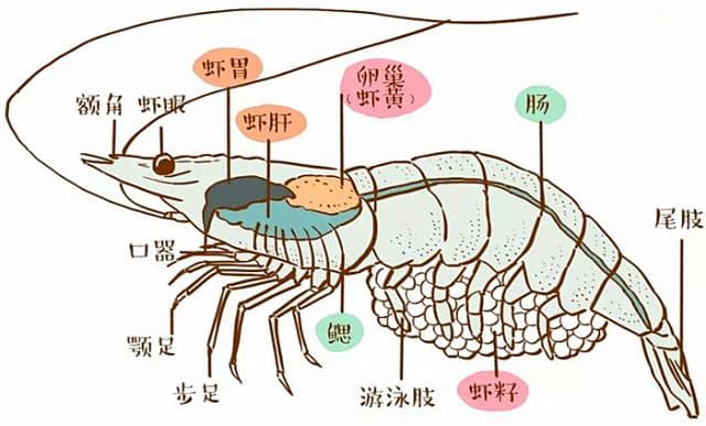 去虾线别再用牙签了，海鲜店老板娘教我一招，几秒一只，太神奇了