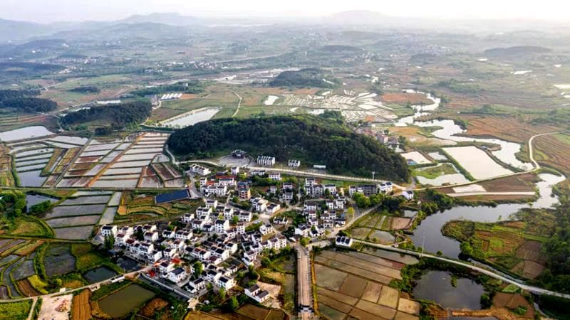 黄陂区凤凰寨村：党建赋能促振兴 “凤凰涅槃”谱新篇