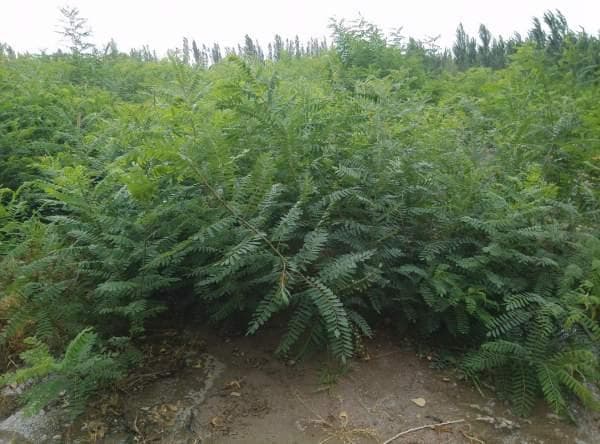 防止水土流失的植物有哪些？_「护坡专家推荐」
