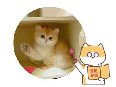 猫吃什么不掉毛?这些食物助力毛发健康