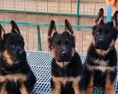 选购德国牧羊犬：15个关键环节确保买到健康纯种