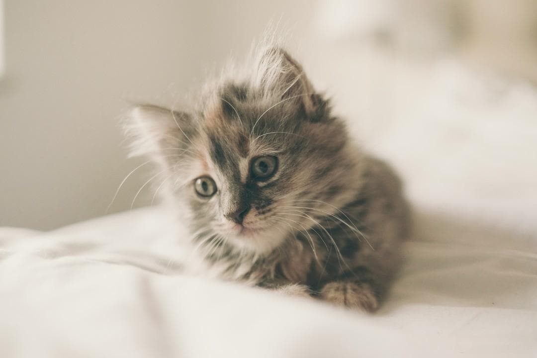 小猫新家恐惧感的消除秘籍：让它安心适应吧！