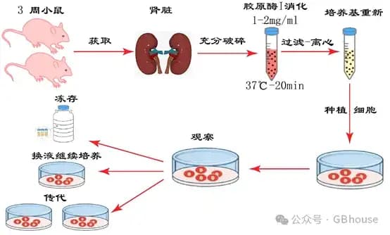 酶消化法分离原代细胞的技术要点