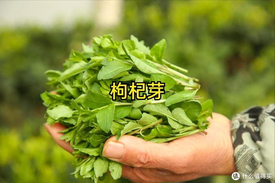 踏青挖野菜，20种常见的野菜图鉴，看看都认识不