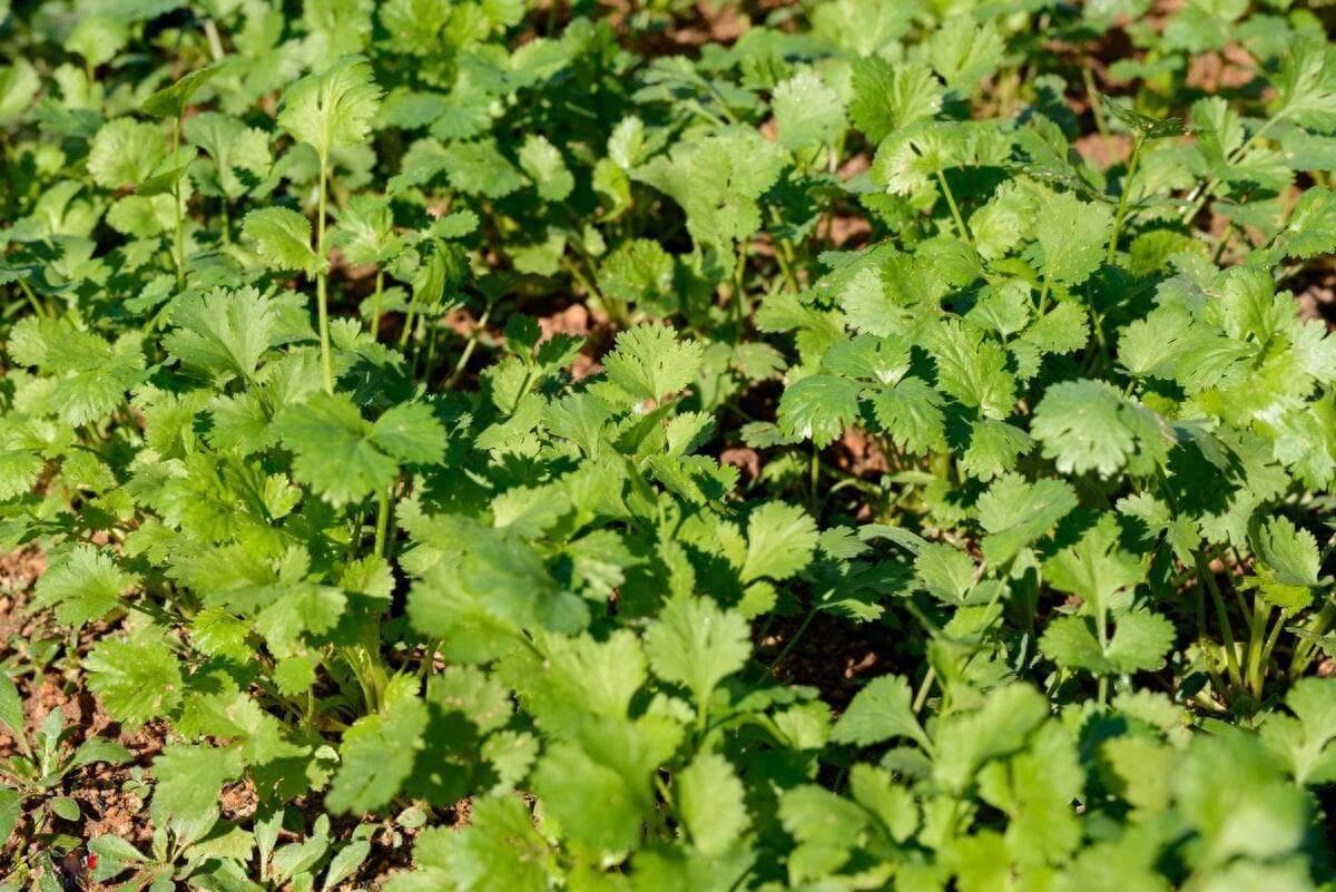 立秋后能种秋茬香菜了吗？香菜这样种，出苗快又齐、长势还旺