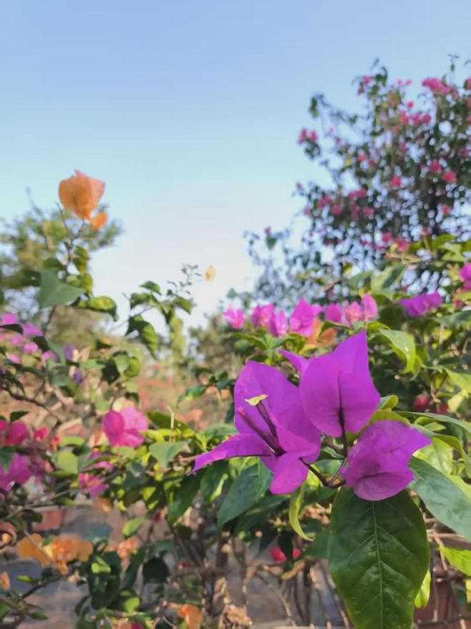 海口春日游玩指南：赏花、爬山、踏青好去处