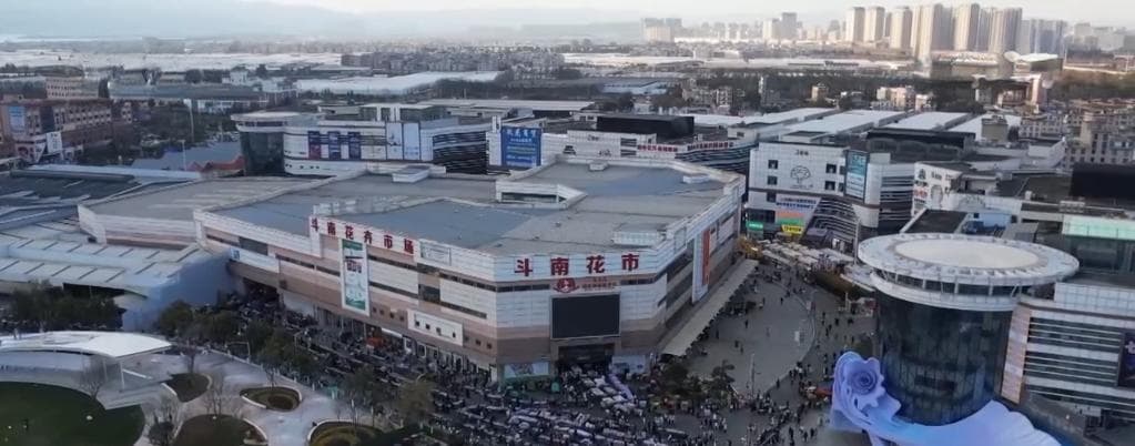 春节临近“年宵花”销售走俏 “美丽经济”绽放消费新活力