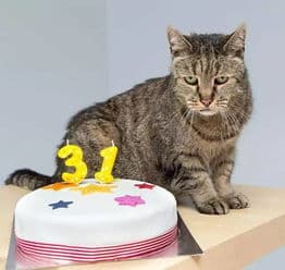 科学护理，猫咪牙齿成长护航