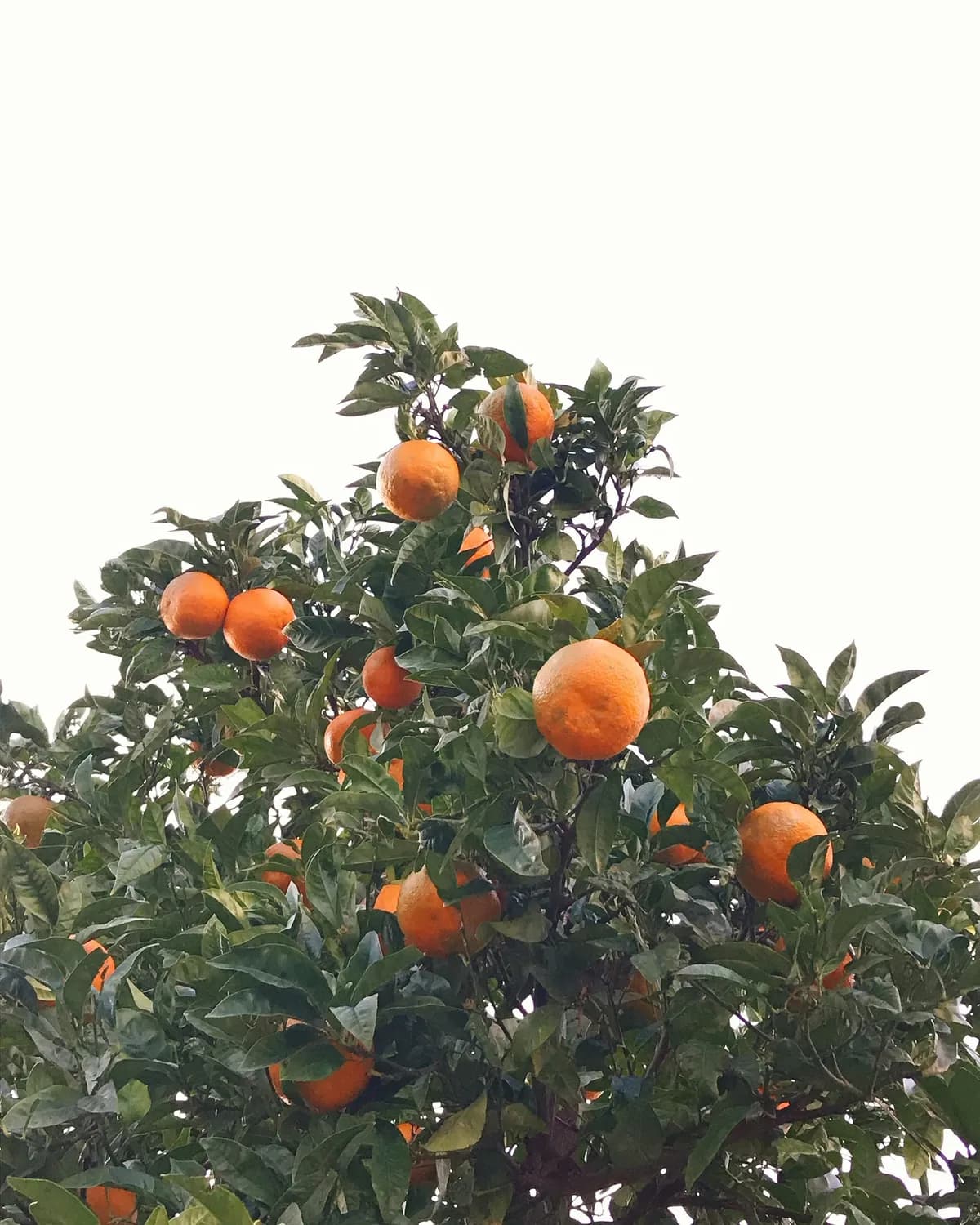 新宁脐橙宴：让味蕾旅行