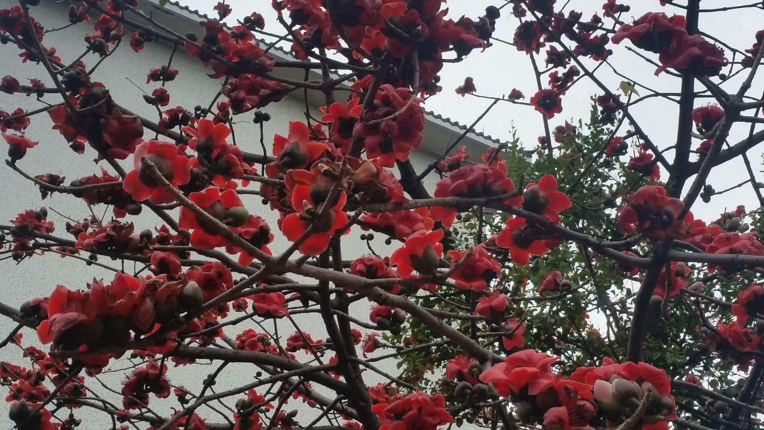 诗情画意：吟“木棉花”经典古诗词六首