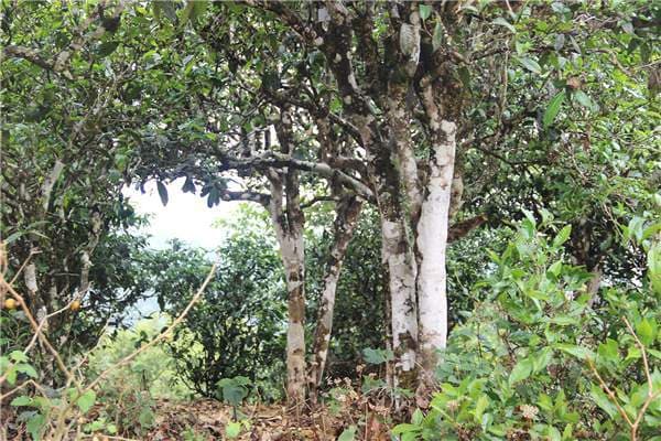 普洱茶 | 原来古树茶、大树茶、小树茶是这样区分的