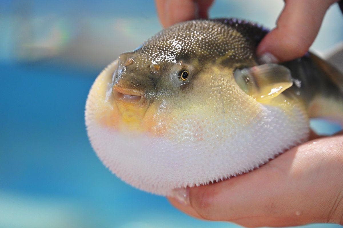 河豚的生物分类与分布