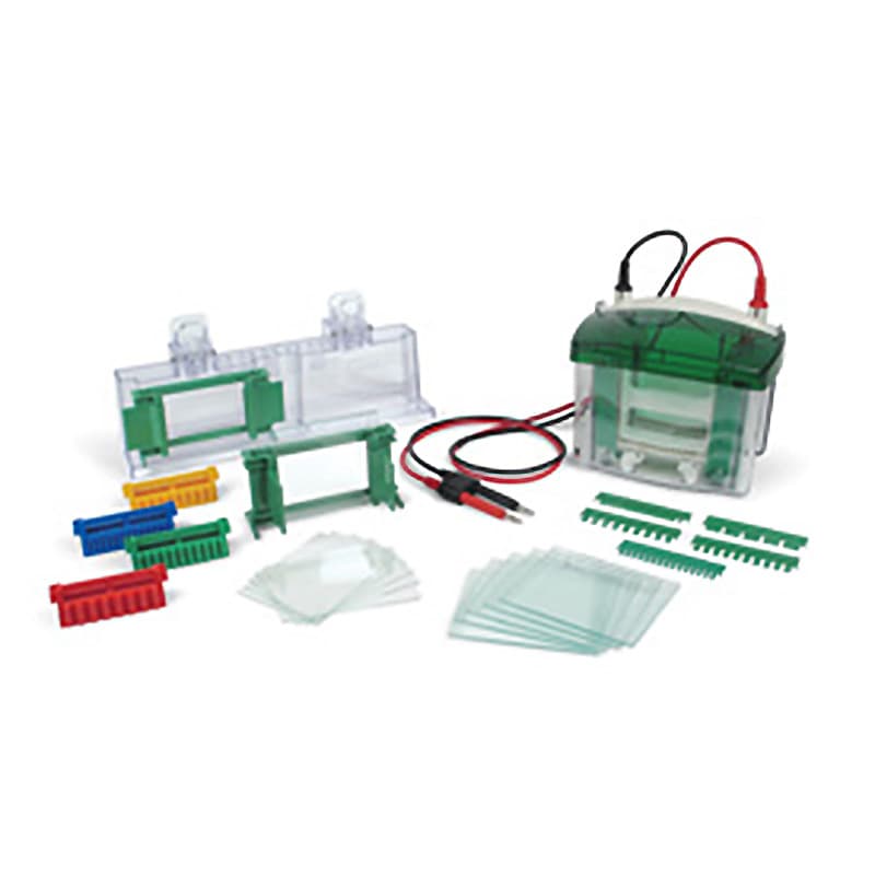 蛋白质免疫印迹（Western Blot）技术全解析
