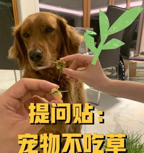 猫咪不能吃的食物清单（宠物健康从饮食开始）