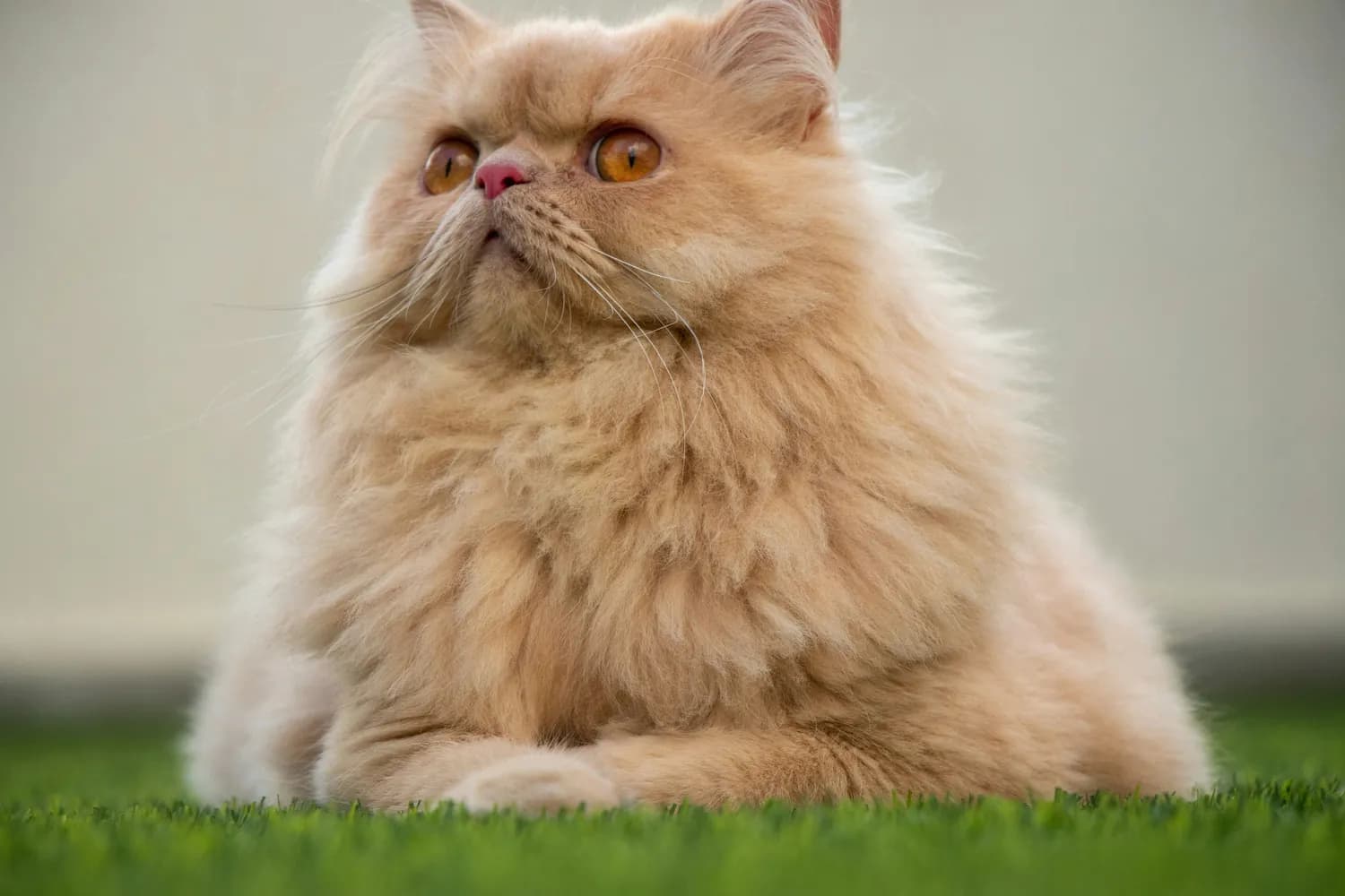 加菲猫教你如何培养孩子的幽默感