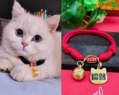 猫为什么会攻击狗（探究猫和狗之间的天性差异及相处技巧）