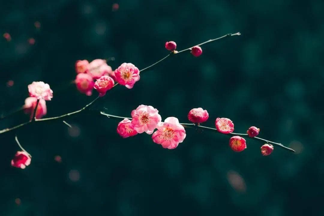 冬日“风骨”——梅花