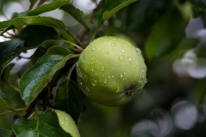 什么时间吃苹果最好？提醒：这3个时间段吃，不妨了解