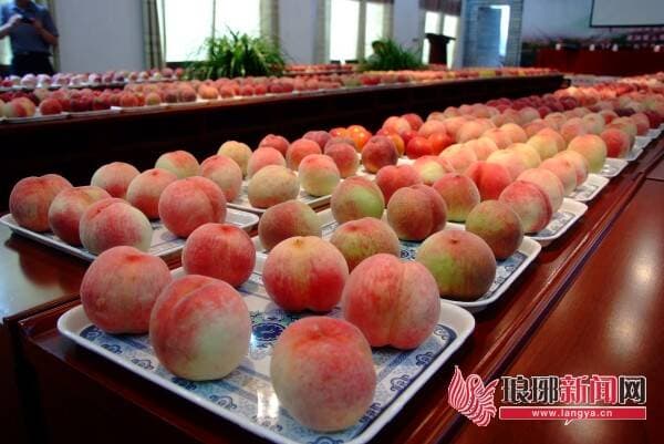 临沂蒙阴：小蜜桃长成百亿大产业