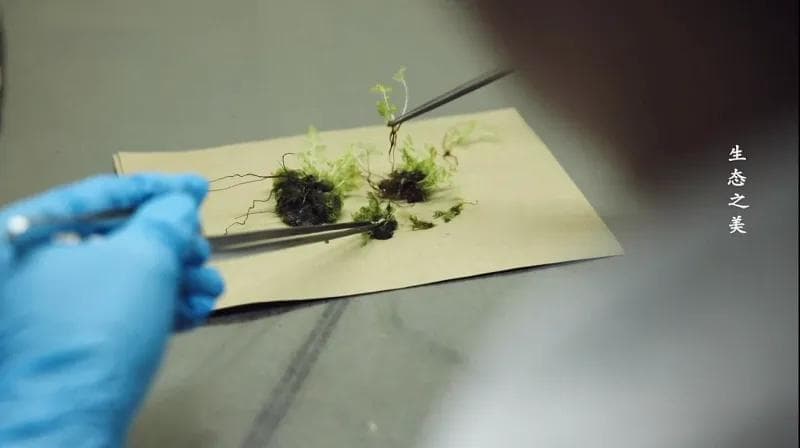 华南植物园：珍稀濒危植物的“诺亚方舟”