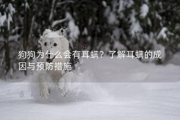 狗狗为什么会有耳螨？了解耳螨的成因与预防措施