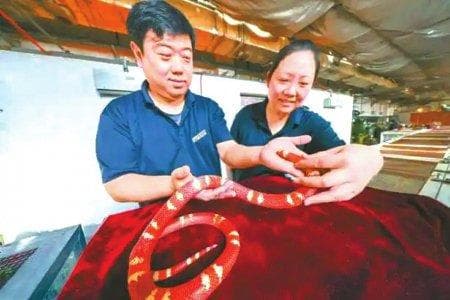 世界上最大的蛇，你知道吗？