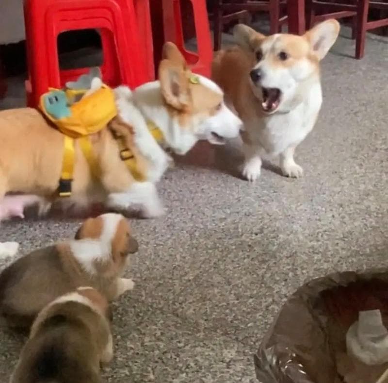 狗狗作揖的意义与方式（狗狗作揖是如何表达尊重和服从的？一起来探索吧！）