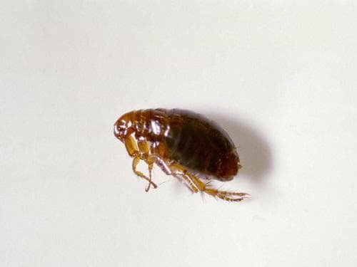 家里突然出现跳蚤怎么办