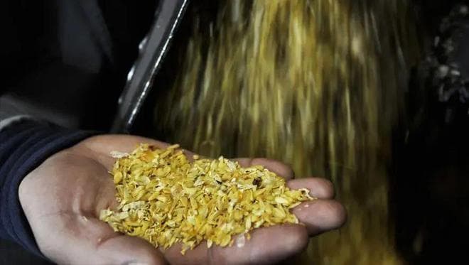 究竟有多可怕？1吨玉米竟可以提炼出10克黄金！