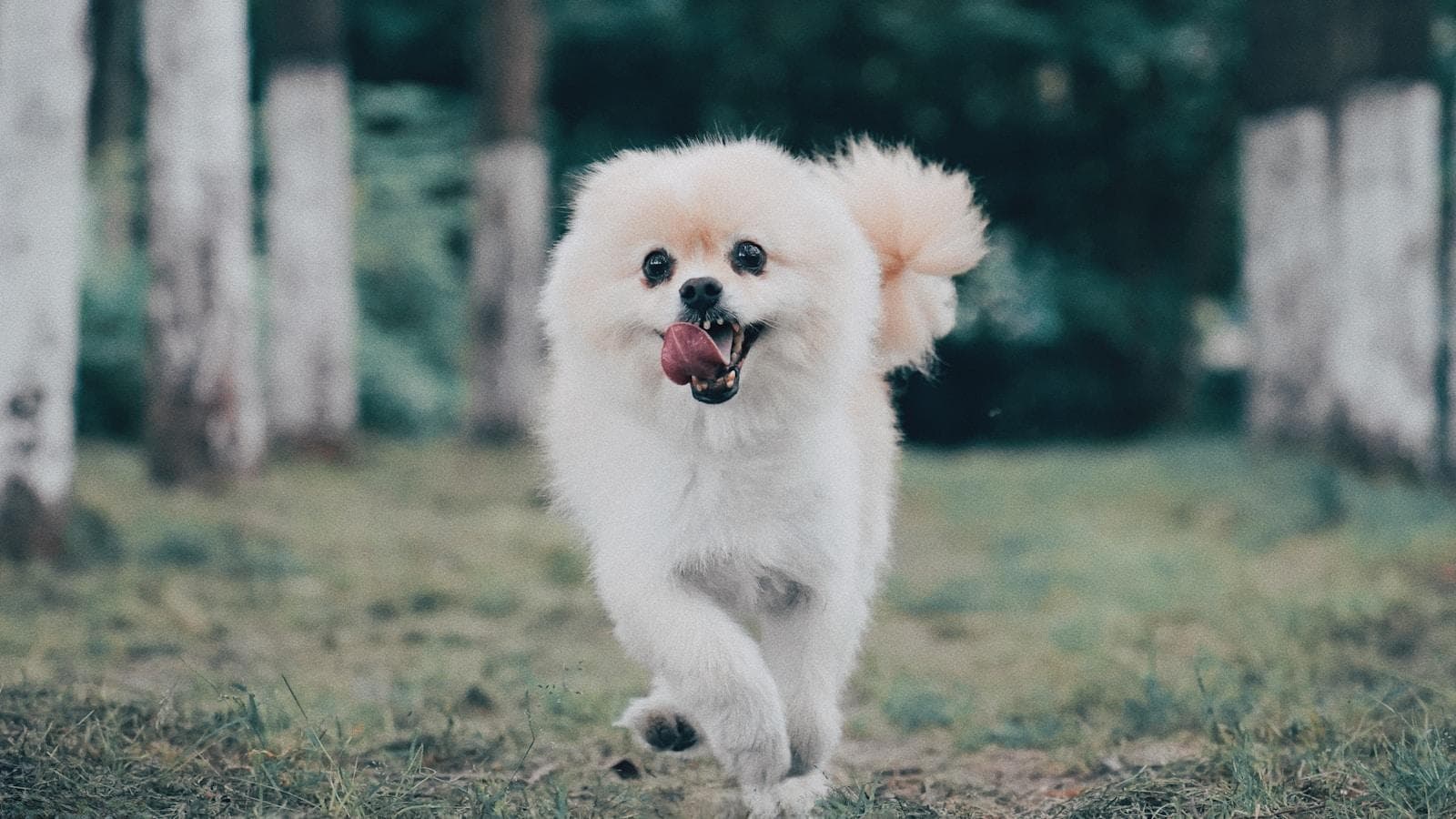 如何避免博美犬掉毛