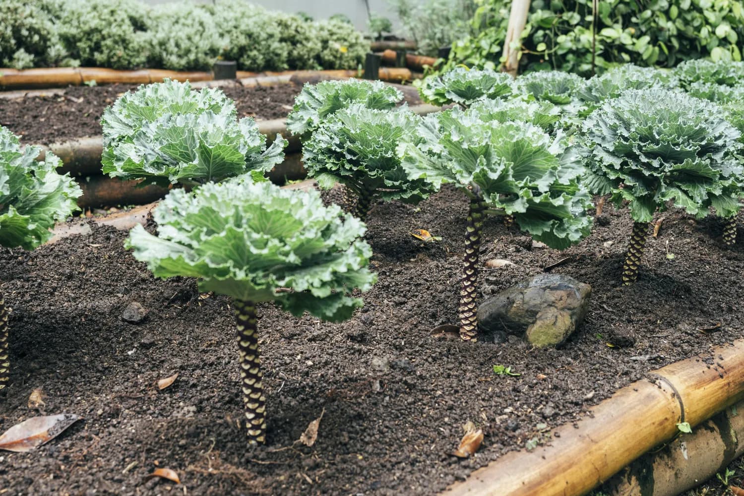 零下15度仍能存活，乌塌菜冬季种植技术详解