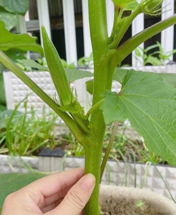 秋葵种植全程：南北都可以种植，抓住5大关键点，都能种成功