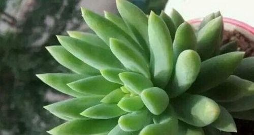 千佛手怎样才能爆盆？（手把手教你养殖千佛手，让你的盆栽一步登天！）