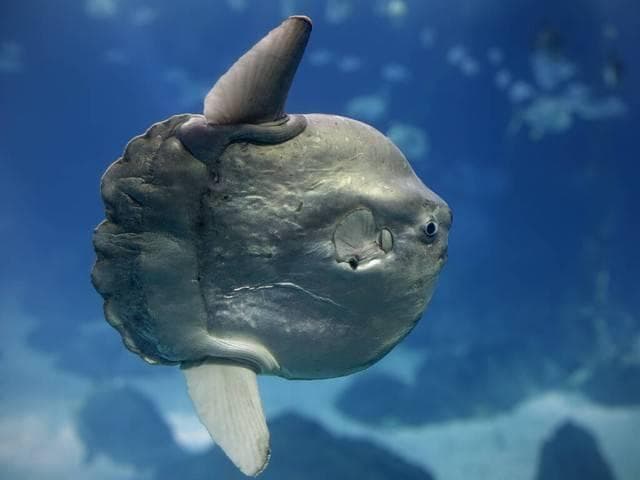 揭秘温血海洋生物：翻车鱼的独特生理机制