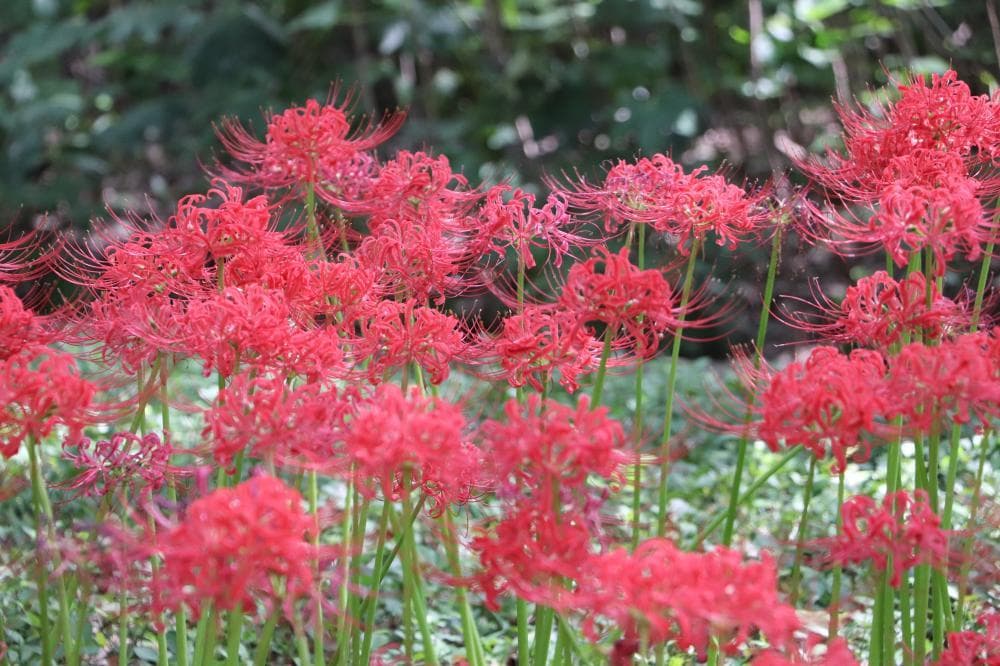 科普 | 夏末秋初开花的“中国郁金香”——石蒜